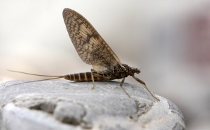 Отряд Подёнки — Ephemeroptera
