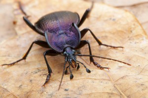 Семейство Жужелицы — Carabidae
