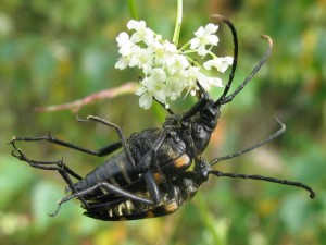 Семейство Усачи, или Дровосеки, — Cerambycidae