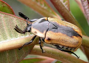 Отряд Жесткокрылые, или Жуки— Coleoptera