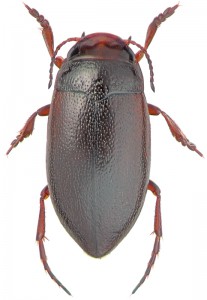Семейство Плавунцы — Dytiscidae