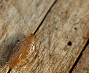 Тараканы семейства Блаттелиды — Blattelidae