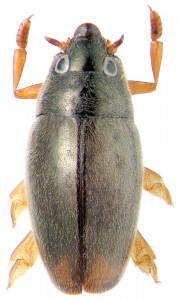 Семейство Вертячки — Gyrinidae