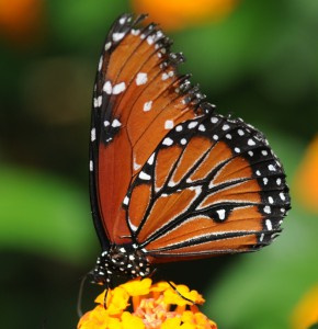Отряд Чешуекрылые, или Бабочки — Lepidoptera