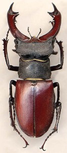 Семейство Рогачи — Lucanidae