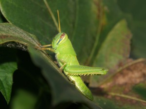 Отряд Прямокрылые — Orthoptera
