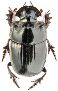 Семейство Пластинчатоусые — Scarabaeidae