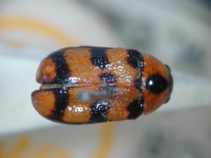 Род Aetheomorpha Lac., Aetheomorpha bicruciata