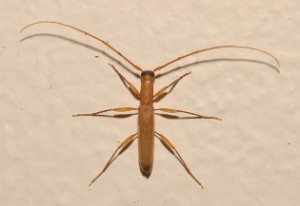 Семейство Cerambycidae, Род Tetraommatus Perroud, Tetraommatus galinae