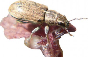 Седой сосновый долгоносик — Brachyderes incanus L.