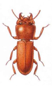 Gnathocerus cornutus F.