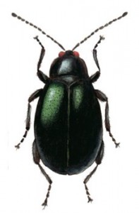 Блошка черная, южная крестоцветная блошка — Phyllotreta atra F. (= Ph. cruciferae Goeze)