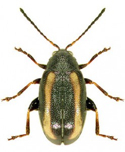 Блошка волнистая — Phyllotreta undulata Kutsch.